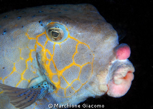 The Mask
Nikon D200, 60 micro,twin strobo
Lembeh 2010 by Marchione Giacomo 
